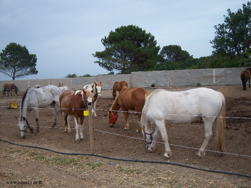 Korsika-2008-0806